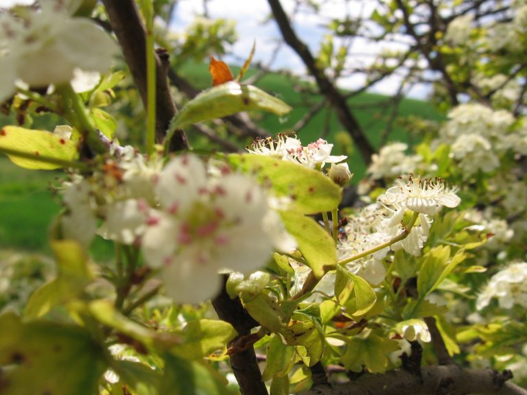 Spring white flowers