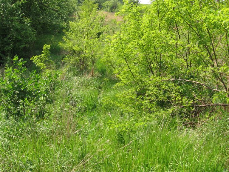 Green bushes